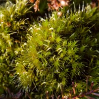 Heath Star-moss